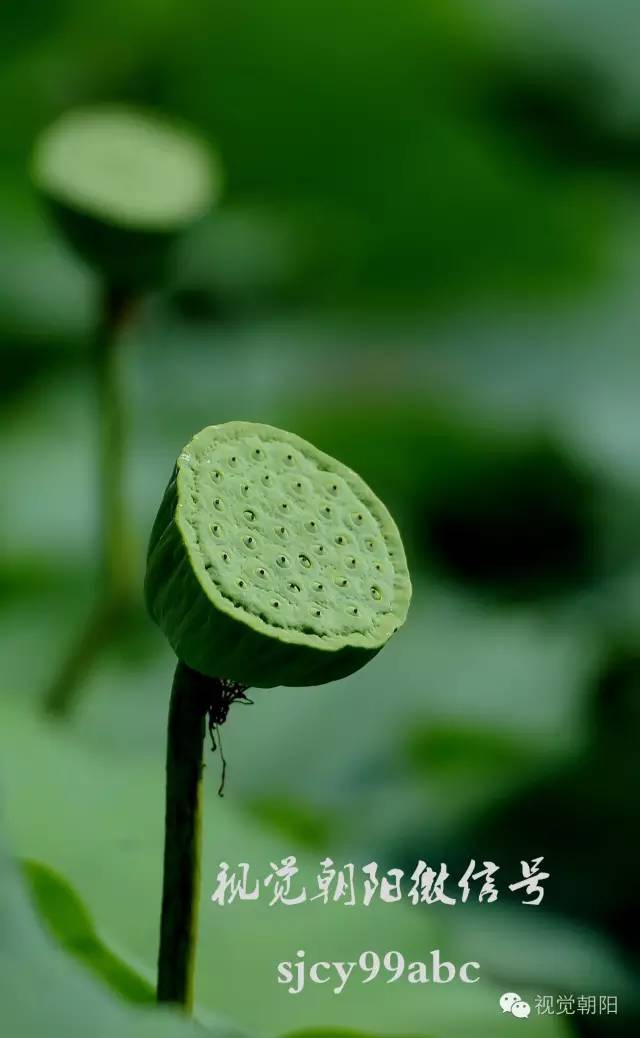 荷花酒,荷花图片
