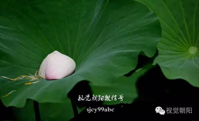 荷花酒,荷花图片