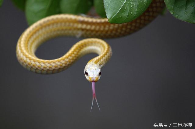 今年什么生肖犯太岁怎么化解,兔犯太岁戴什么生肖化解吉祥