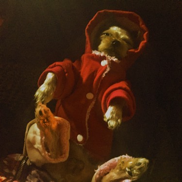 检查显示我有弓形虫抗体，结果家人还是想让我把动物送走...