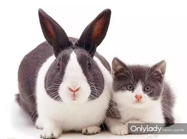 撞脸鹿晗和迪丽热巴,王子文的撞脸明星