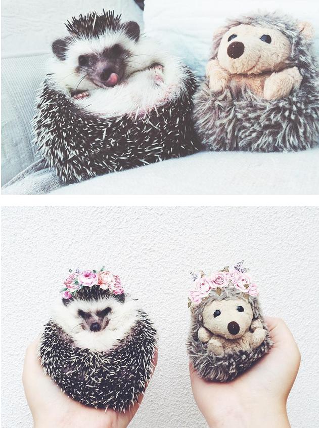 世界上最幸福的刺猬,世界上最幸福的小刺猬