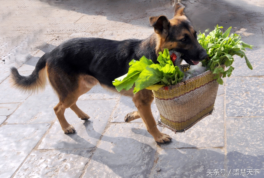 七夕节和单身狗有什么关系,七夕节和单身狗有关吗