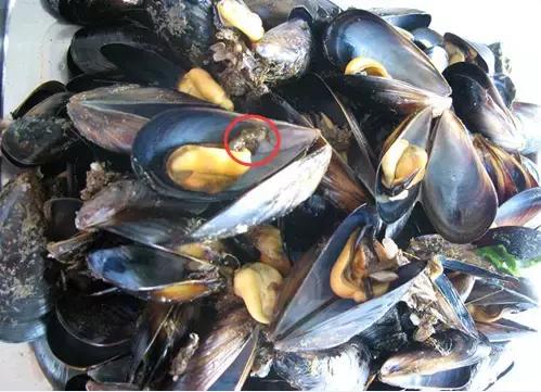 烟台海鲜什么季节最好吃,逼格最高的烟台海鲜