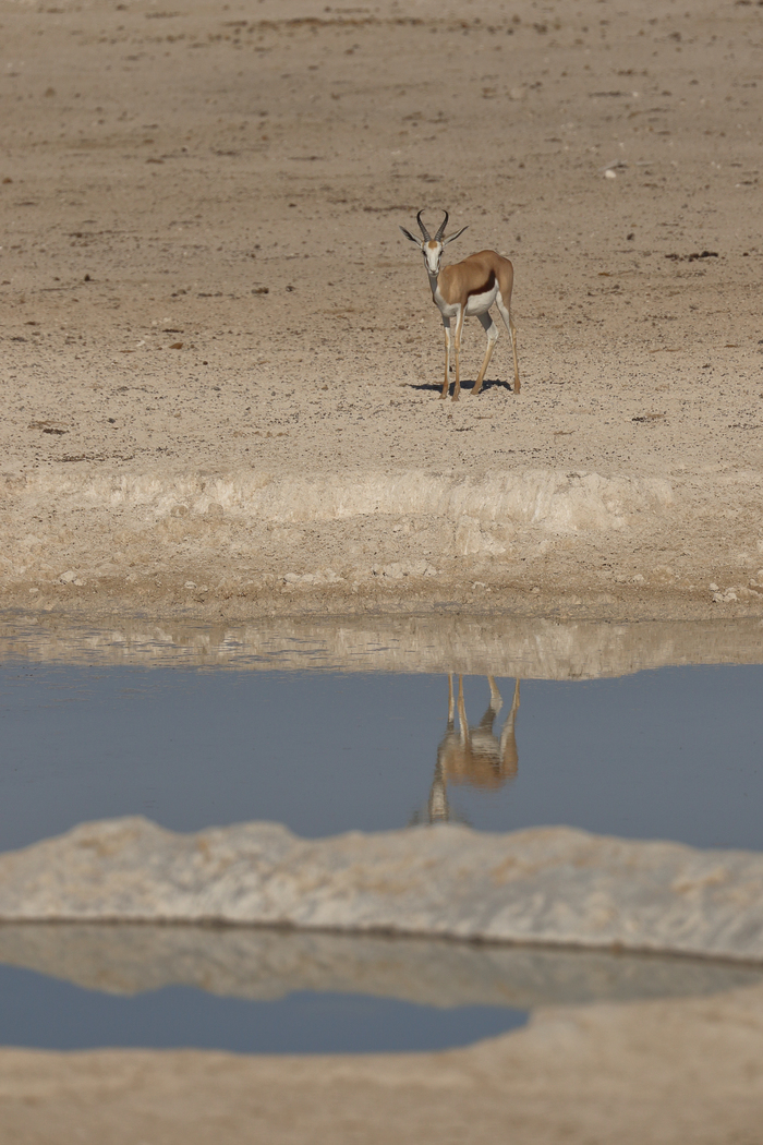 猎豹狂奔与狮子对敌,猎豹奔跑高清震撼视频