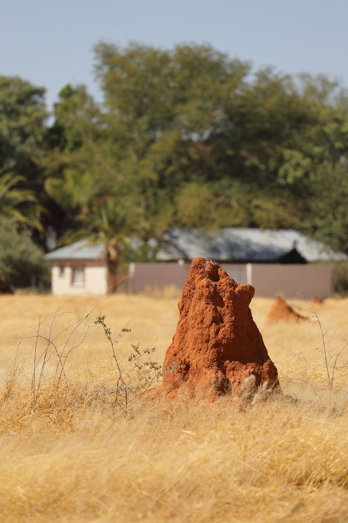 猎豹狂奔与狮子对敌,猎豹奔跑高清震撼视频