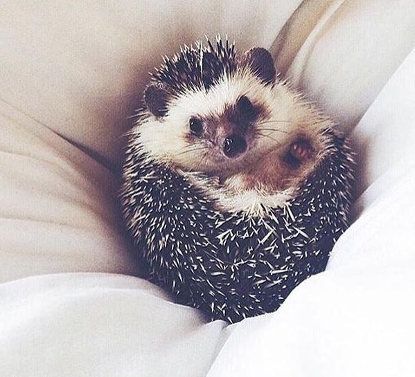 世界上最幸福的刺猬,世界上最幸福的小刺猬