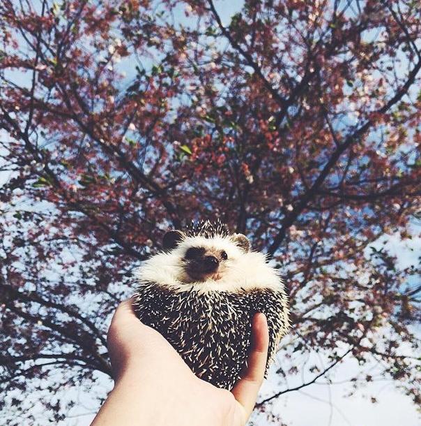 世界上最幸福的刺猬,世界上最幸福的小刺猬