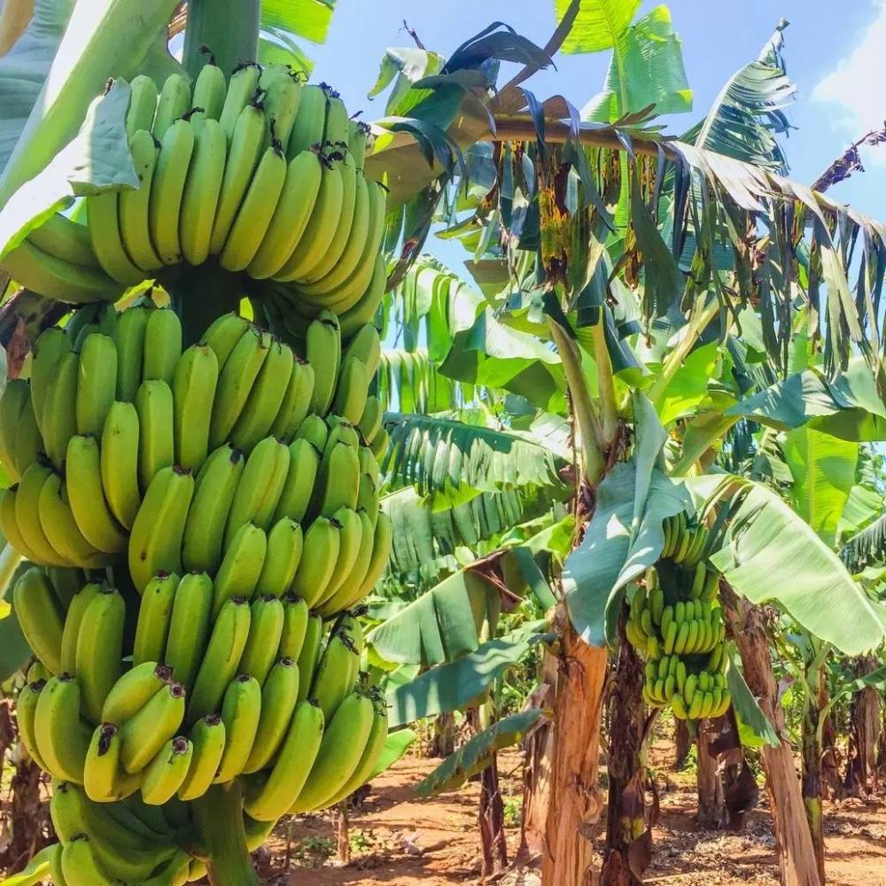 里约大冒险旅行,里约大冒险巴西旅游
