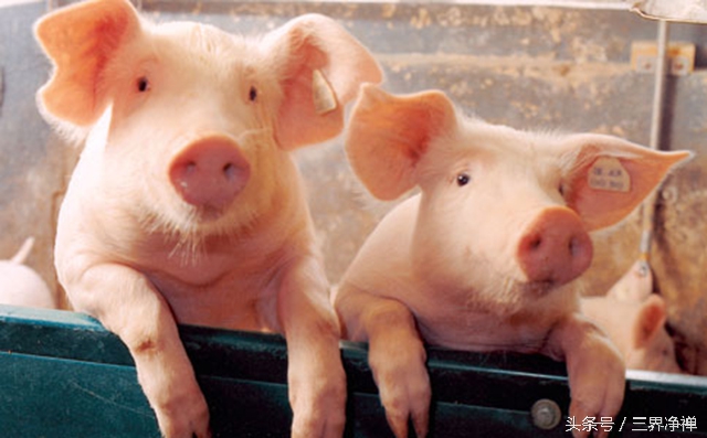 今年什么生肖犯太岁怎么化解,兔犯太岁戴什么生肖化解吉祥