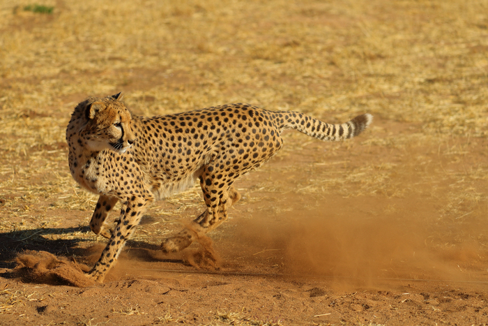 猎豹狂奔与狮子对敌,猎豹奔跑高清震撼视频