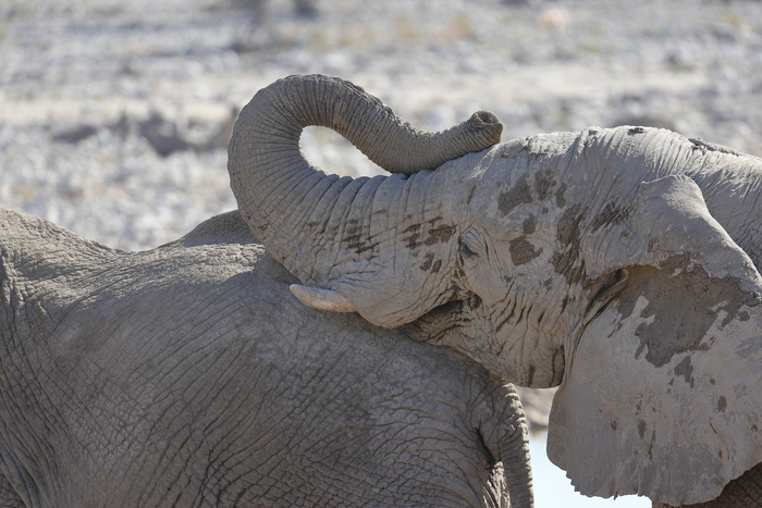猎豹狂奔与狮子对敌,猎豹奔跑高清震撼视频