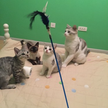 检查显示我有弓形虫抗体，结果家人还是想让我把动物送走...