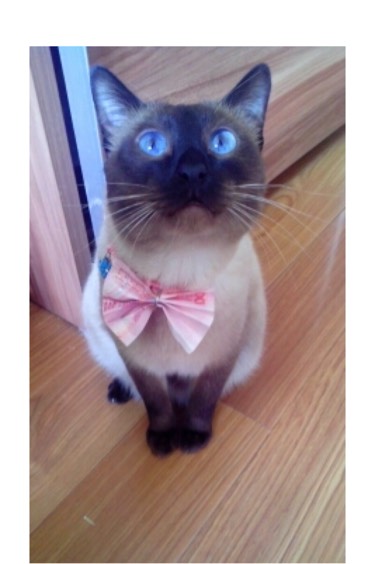 检查显示我有弓形虫抗体，结果家人还是想让我把动物送走...