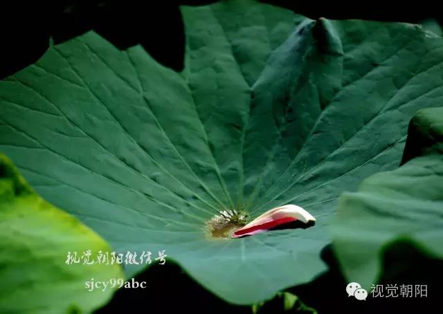 荷花酒,荷花图片