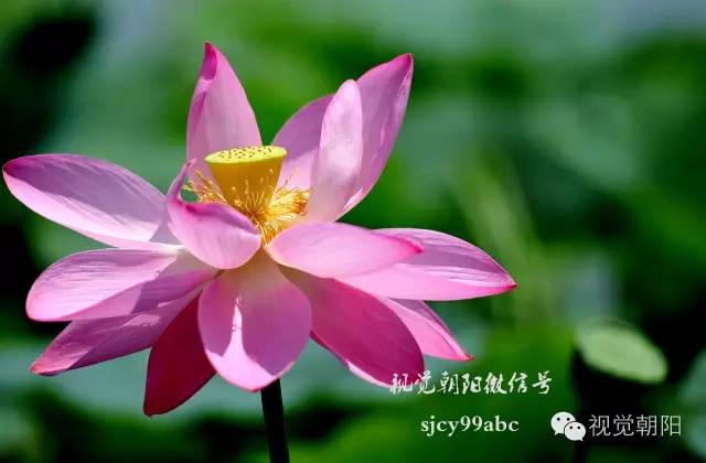 荷花酒,荷花图片