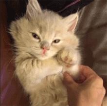 复活盘点喵星人假死吓主人,猫咪视角贞子