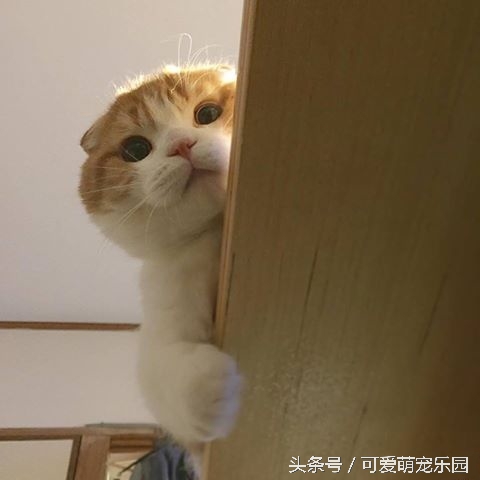 复活盘点喵星人假死吓主人,猫咪视角贞子