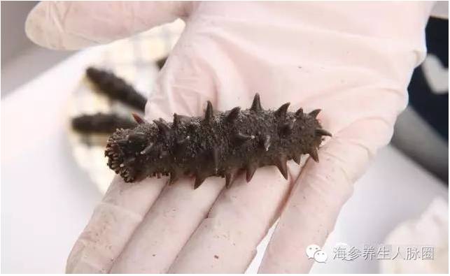 熬夜看奥运，你必须用海参提提神啦！