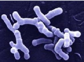 双歧杆菌有哪些副作用,双歧杆菌片功效与作用