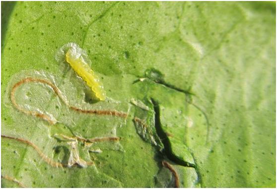 柑橘8月份病虫害防治,8月柑橘病虫害防治