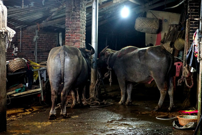 惊艳，原来牛皮不仅能吹，还能吃，而且味道非常好。