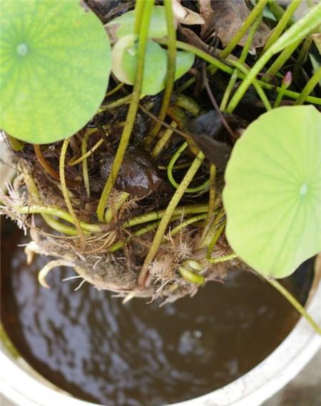 无土栽培碗莲要用什么肥,无土栽培碗莲可以养鱼吗