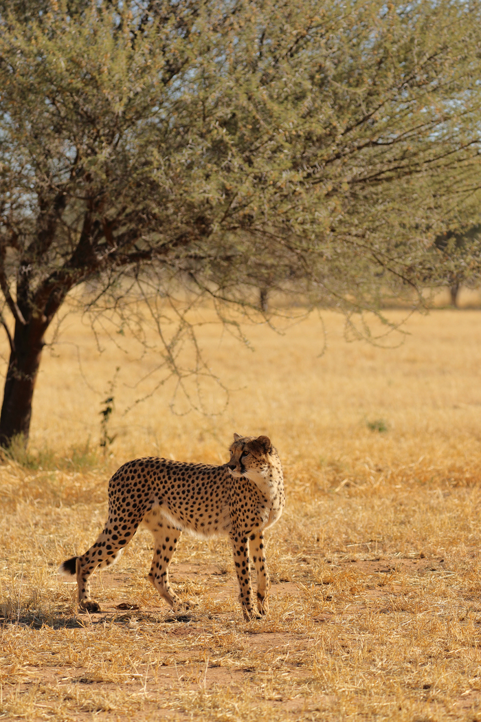 猎豹狂奔与狮子对敌,猎豹奔跑高清震撼视频