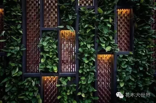 植物屏风,客厅屏风摆什么植物好