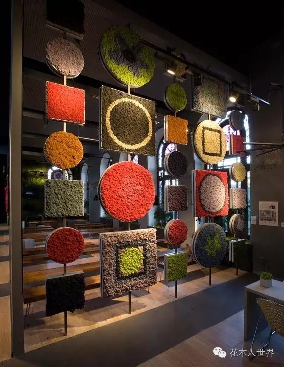 植物屏风,客厅屏风摆什么植物好