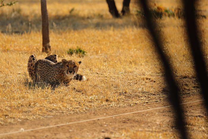 猎豹狂奔与狮子对敌,猎豹奔跑高清震撼视频