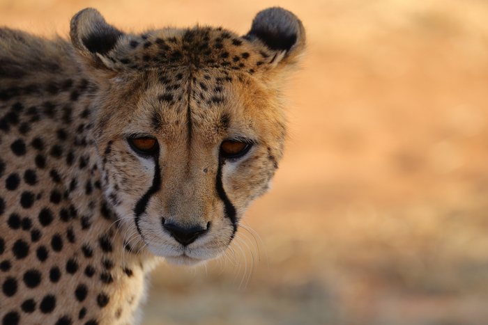 猎豹狂奔与狮子对敌,猎豹奔跑高清震撼视频