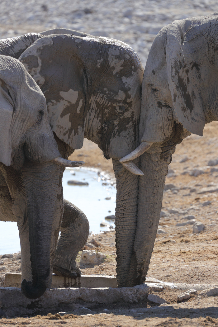 猎豹狂奔与狮子对敌,猎豹奔跑高清震撼视频