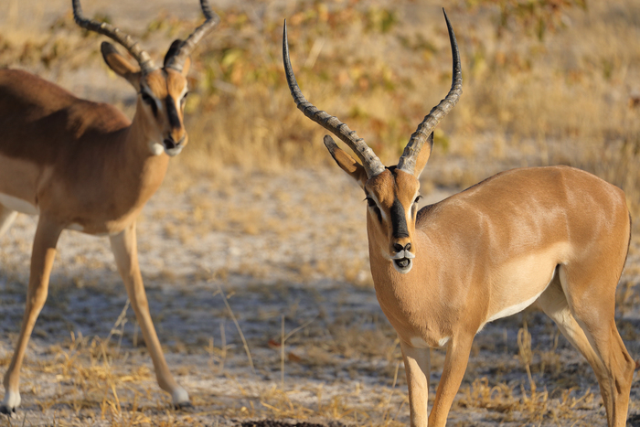 猎豹狂奔与狮子对敌,猎豹奔跑高清震撼视频