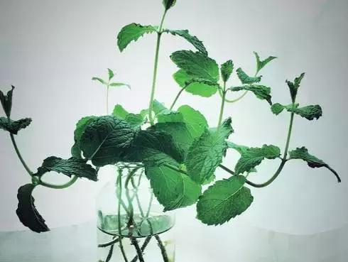 十种阳台中草药好养又实用,清热去火养肝的中草药