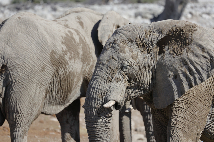 猎豹狂奔与狮子对敌,猎豹奔跑高清震撼视频