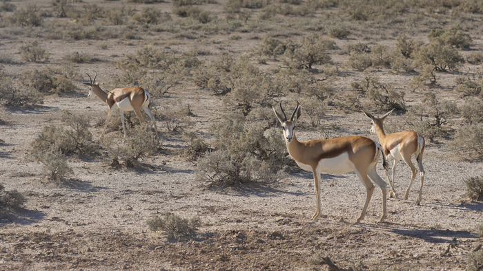 猎豹狂奔与狮子对敌,猎豹奔跑高清震撼视频