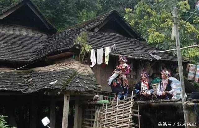 冰岛普洱茶茶山风景,普洱名山薄荷塘