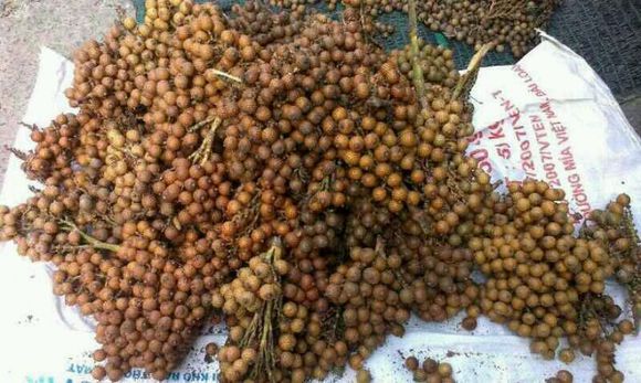 金蝉子星月菩提是什么料,星月菩提龙鳞是什么