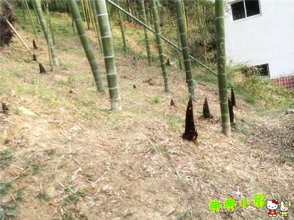 新鲜的小竹笋拿来怎么炒好吃,竹笋烧肉怎么烧才好吃