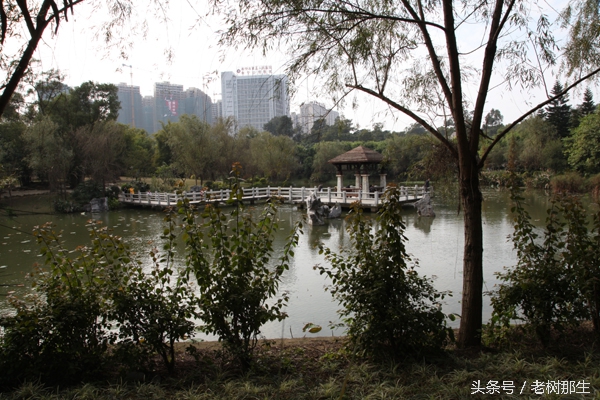 广西南宁狮山公园图,南宁狮山公园景观改造