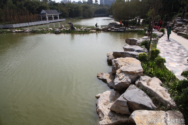 广西南宁狮山公园图,南宁狮山公园景观改造