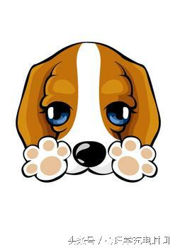 你最喜欢哪一种动物,选择一种动物看出你的性格