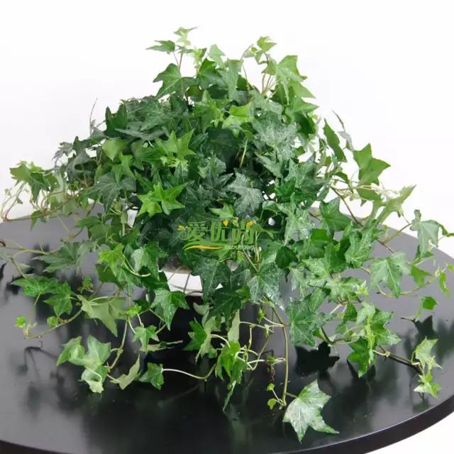 超实用水培植物怎么养,最适合懒人养的4种水培植物