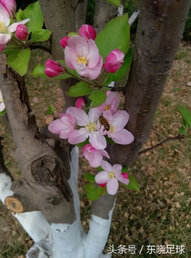 冬亦妖娆夏亦争艳临沂人民公园N分之一角