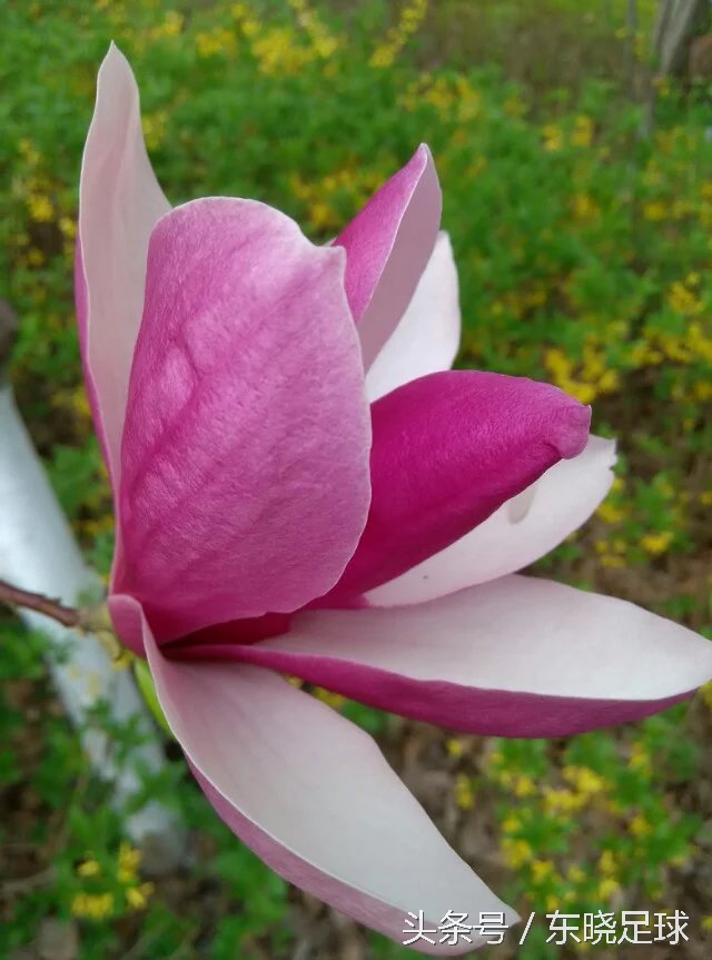 冬亦妖娆夏亦争艳临沂人民公园N分之一角