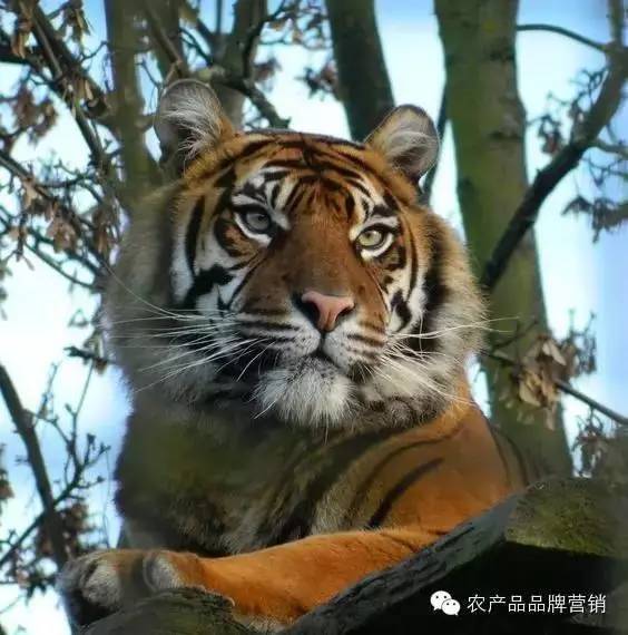 专业生鲜电商，当当、国美和苏宁喊你一起折腾！