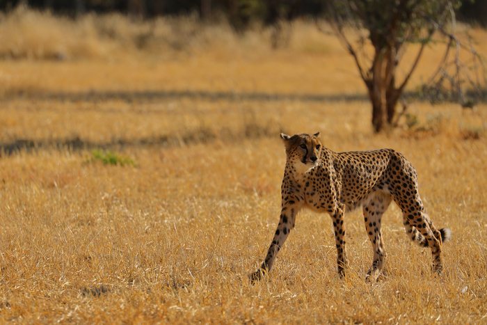 猎豹狂奔与狮子对敌,猎豹奔跑高清震撼视频