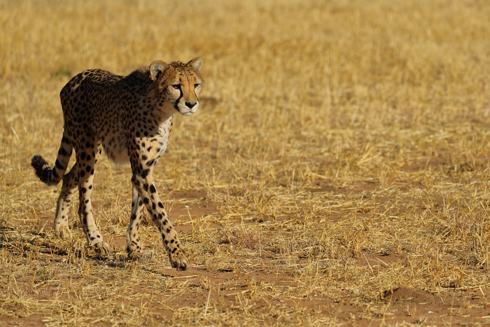 猎豹狂奔与狮子对敌,猎豹奔跑高清震撼视频