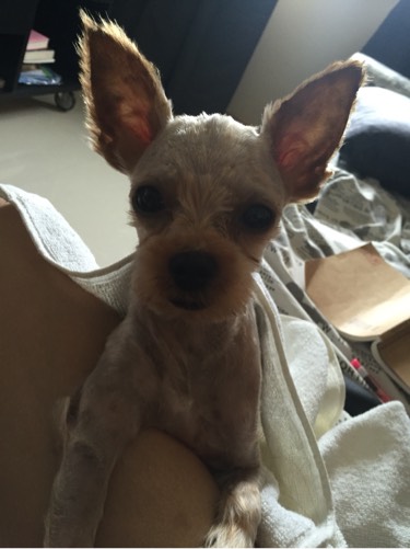 检查显示我有弓形虫抗体，结果家人还是想让我把动物送走...